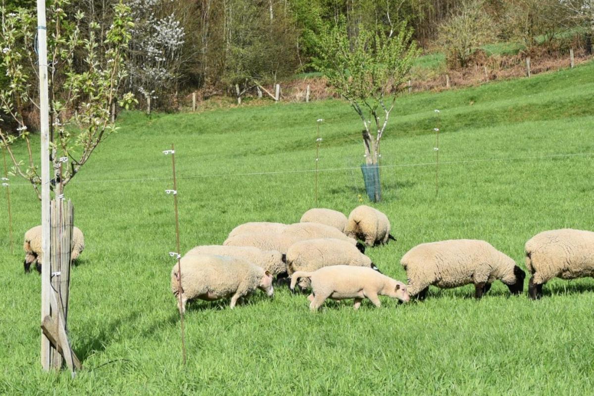 Charmant Gite, Au Calme, Avec Vue Imprenable Sur La Nature Environnante Deycimont Buitenkant foto